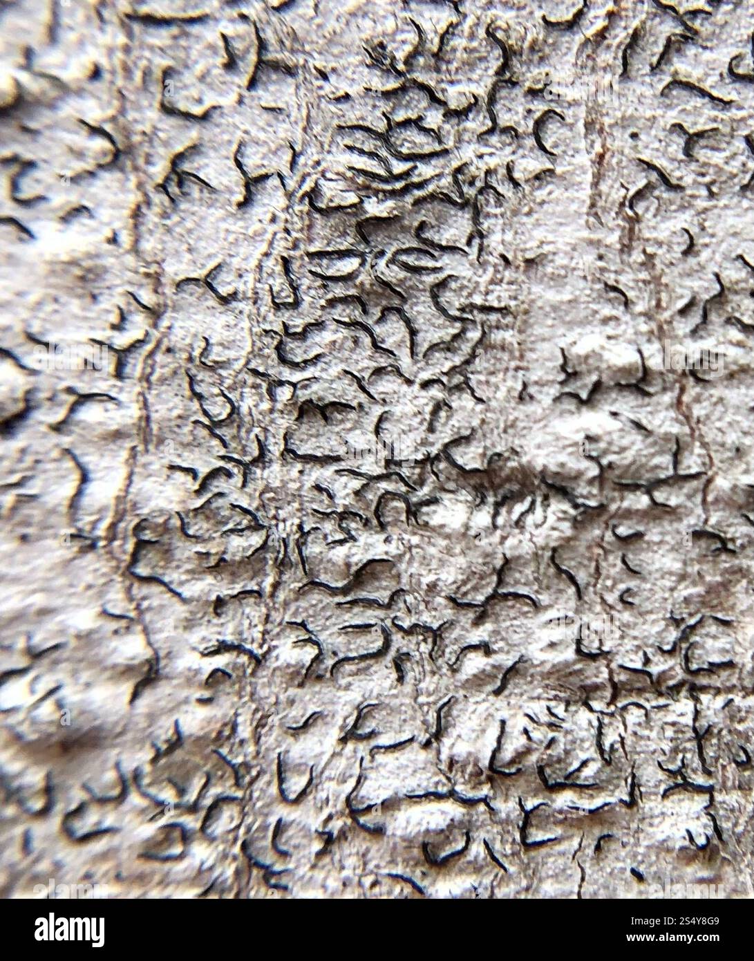 Common Script Lichen (Graphis scripta Stock Photo - Alamy