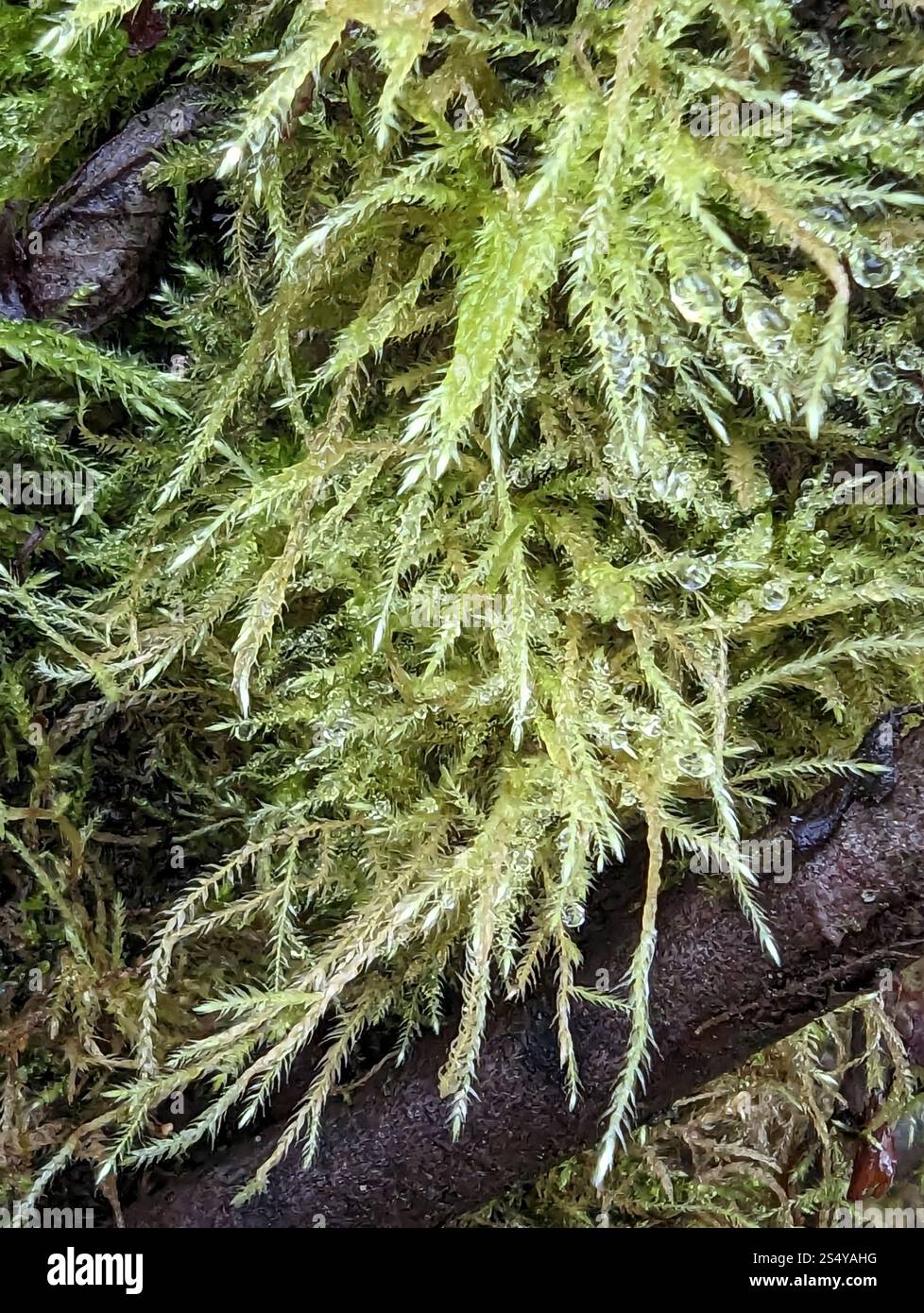 Cat's Tail Moss (Pseudisothecium stoloniferum Stock Photo - Alamy