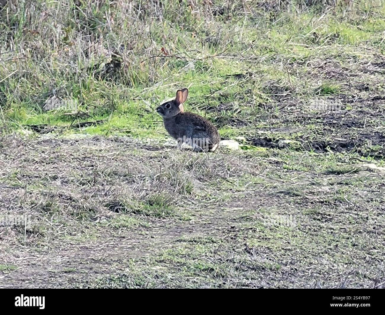 Brush Rabbit (Sylvilagus bachmani Stock Photo - Alamy