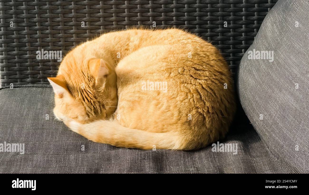 Orange Cat Resting Peacefully Curled Up on a Comfortable Gray Cushion ...