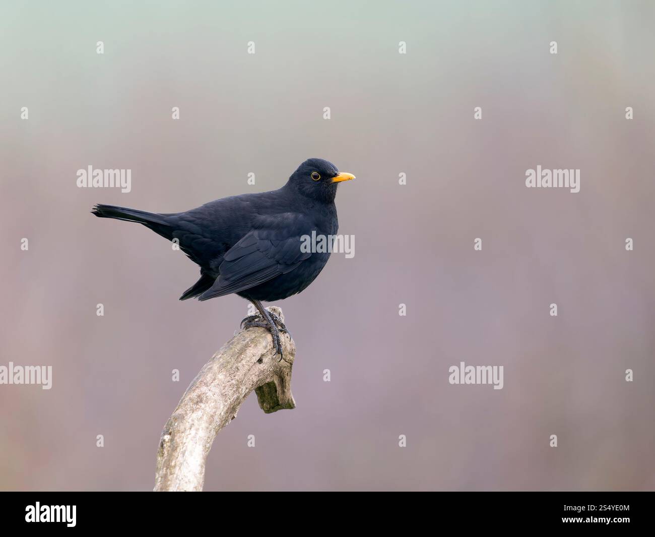 blackbird-turdus-merula-single-male-bird-on-branch-northamptonshire