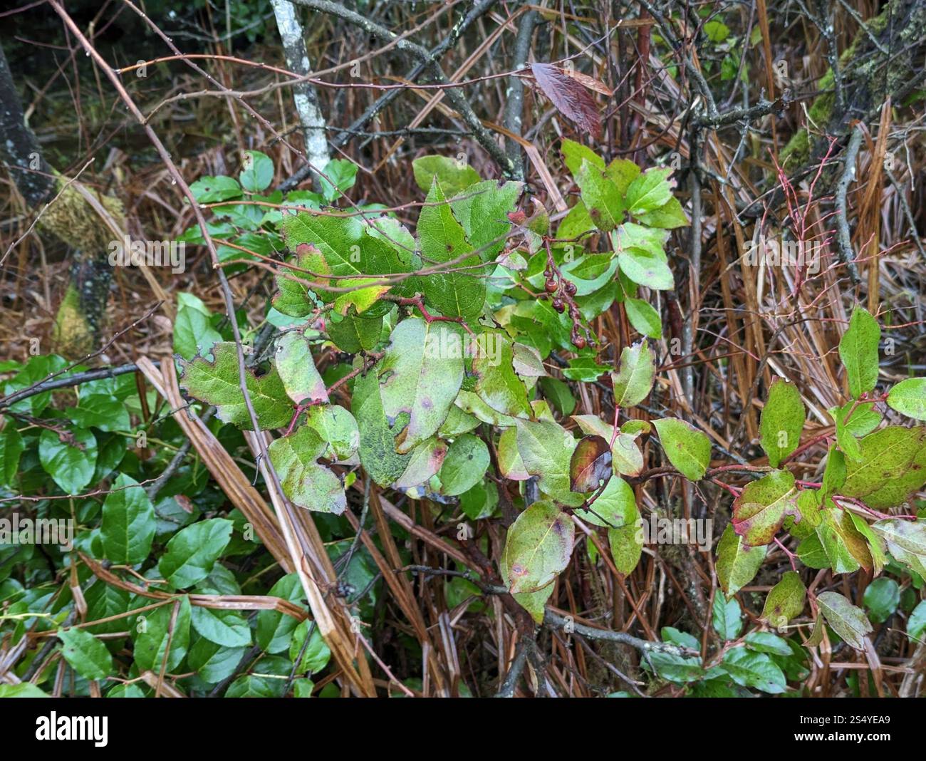 Gaultheria Shallon - Appeltjesblad | De Tuinen Van