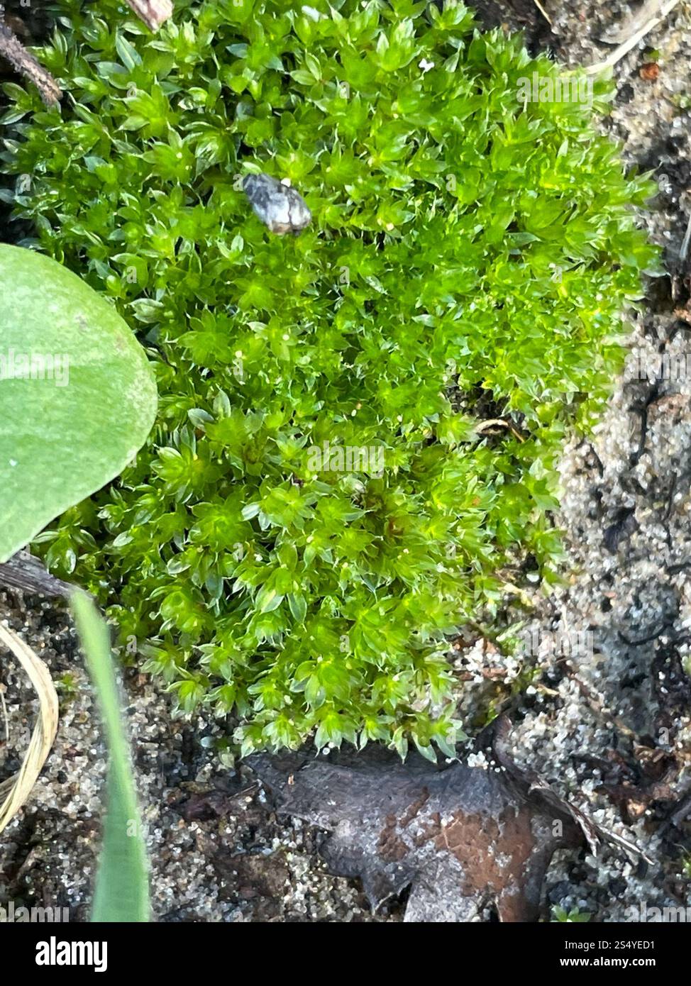Capillary Thread-moss (Ptychostomum capillare Stock Photo - Alamy