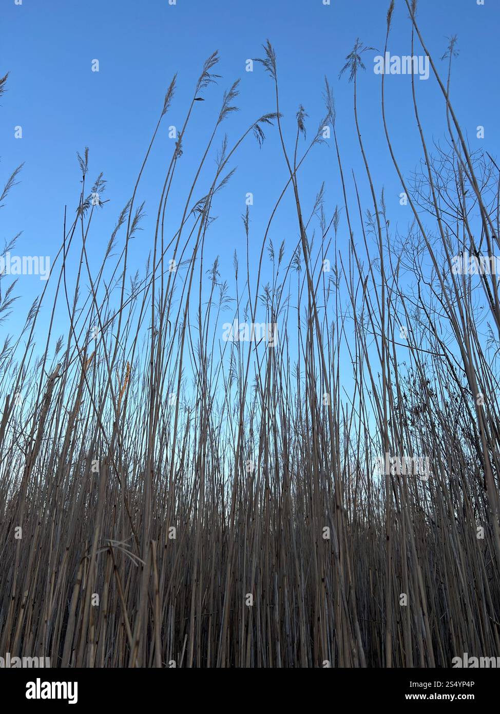 common reed (Phragmites australis Stock Photo - Alamy