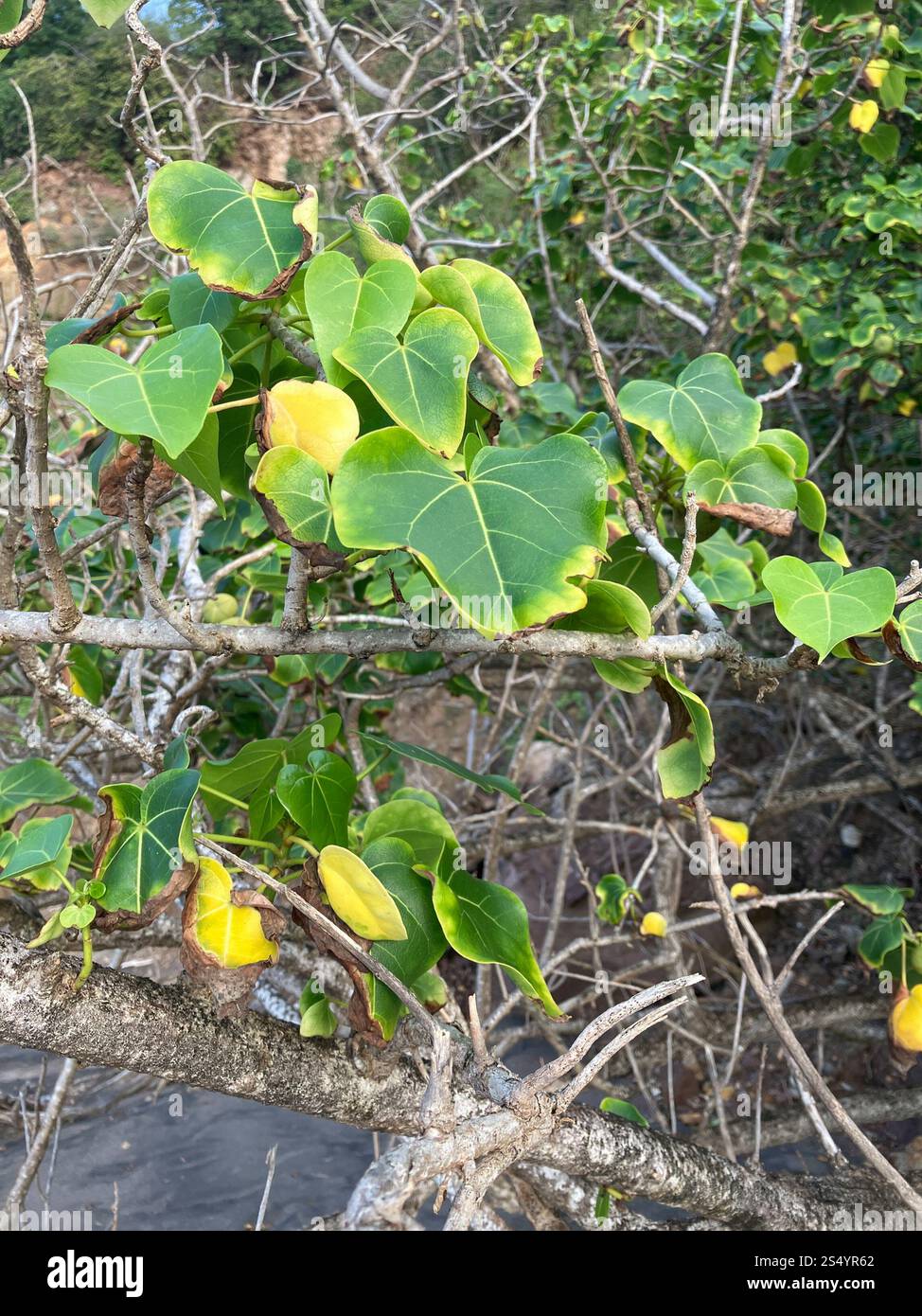 Peratia Tree Thespesia populnea portia tree hi-res stock photography and images - Alamy