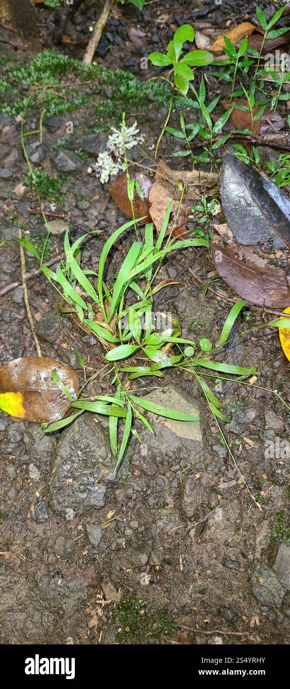 Ehrharta erecta hi-res stock photography and images - Alamy