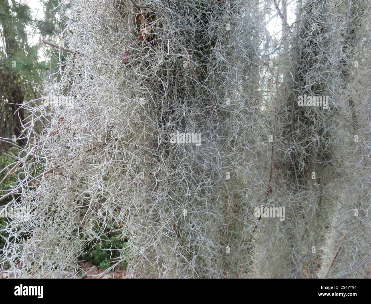 Spanish moss (Tillandsia usneoides Stock Photo - Alamy