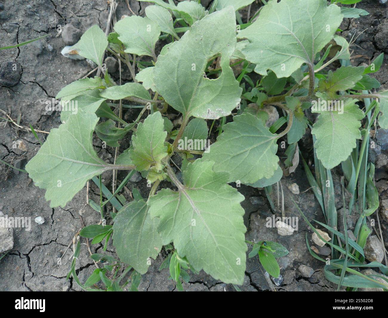 common cocklebur (Xanthium orientale Stock Photo - Alamy