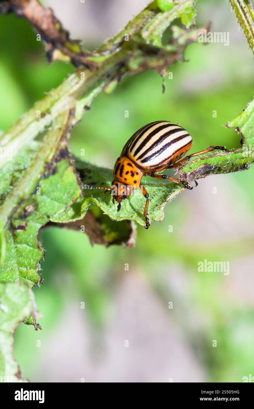 colorado potato bug on potato bush close up in garden in summer season Stock Photo