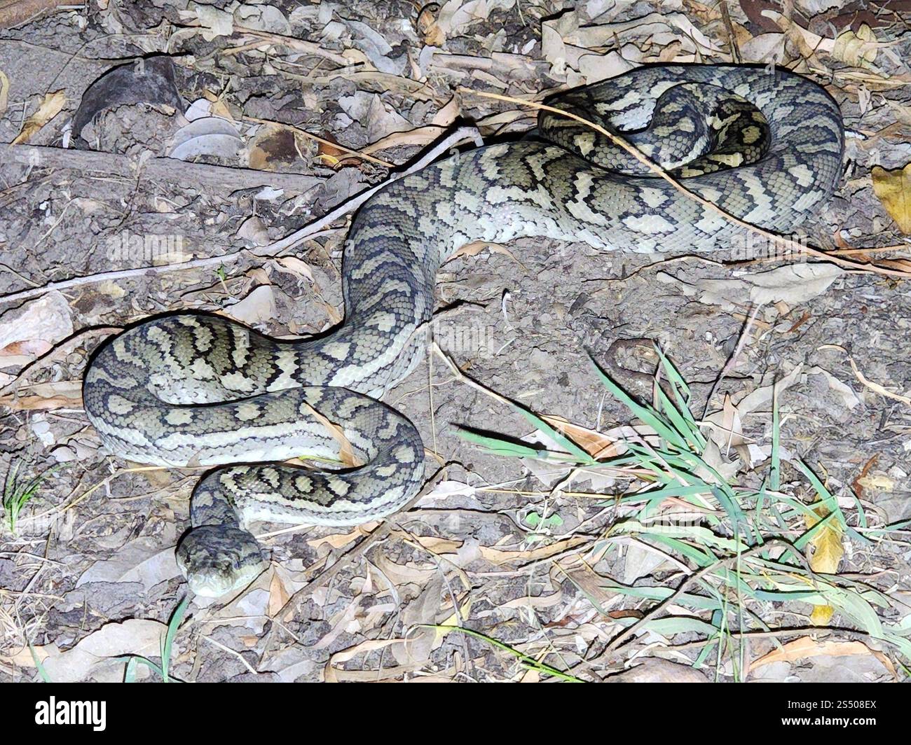 Coastal Carpet Python (Morelia spilota mcdowelli Stock Photo - Alamy