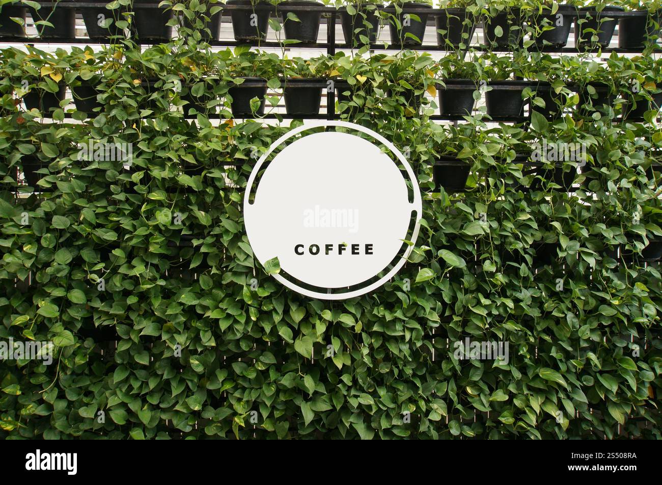 Mock up Blank white of signboard on plants wall space for text. product display montage. Stock Photo