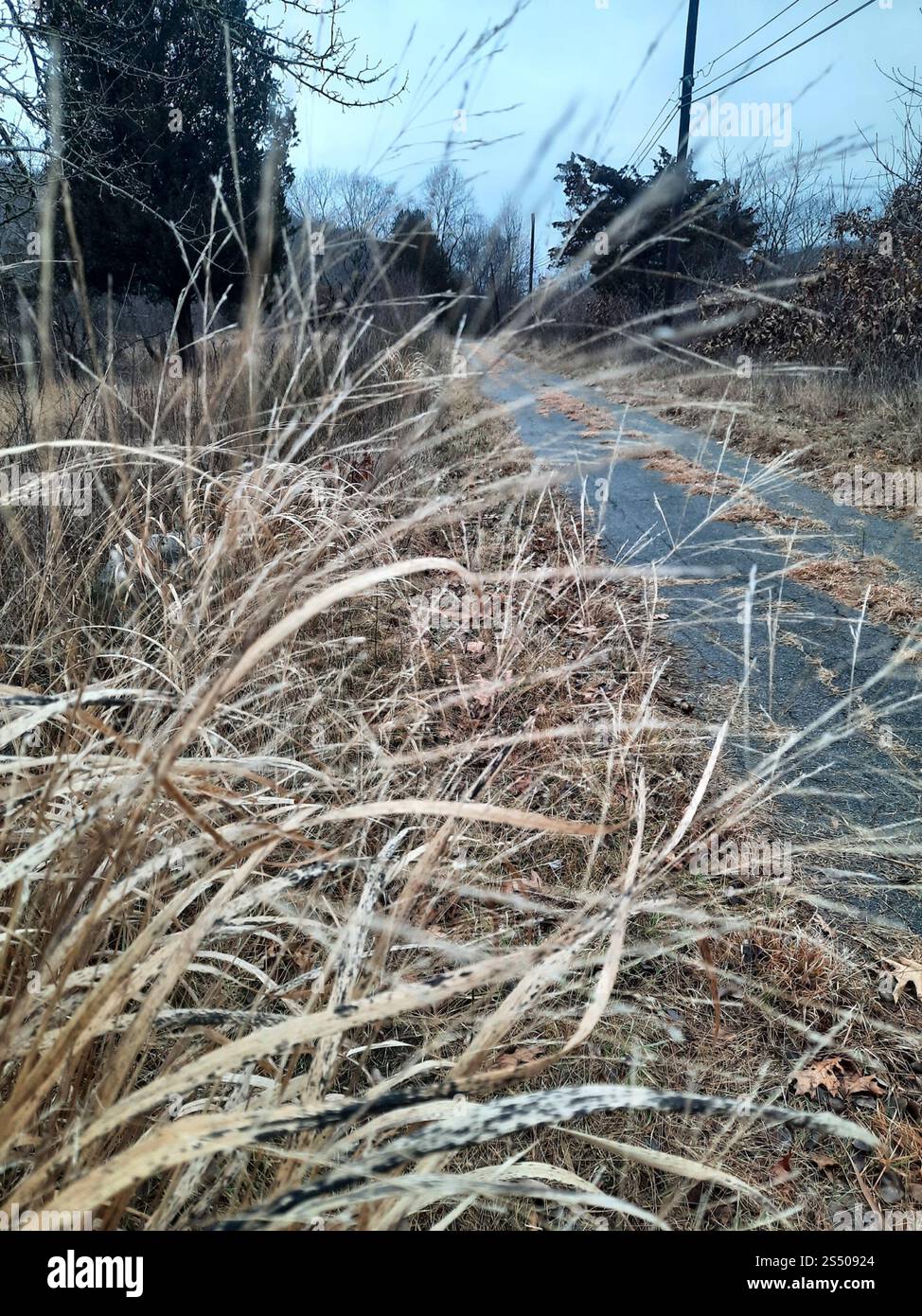 switchgrass (Panicum virgatum Stock Photo - Alamy