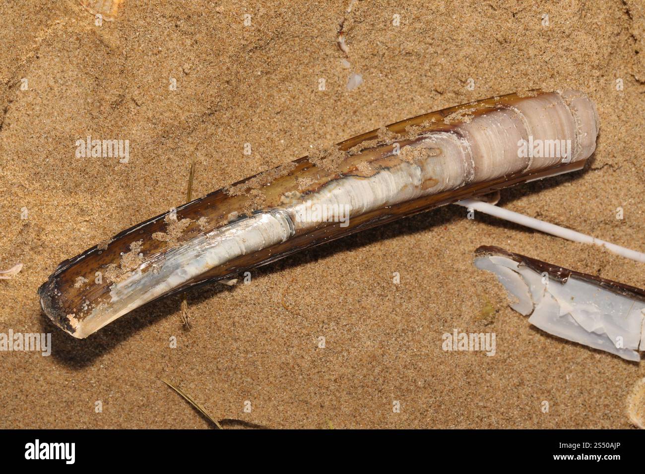 Atlantic Jackknife (Ensis leei Stock Photo - Alamy
