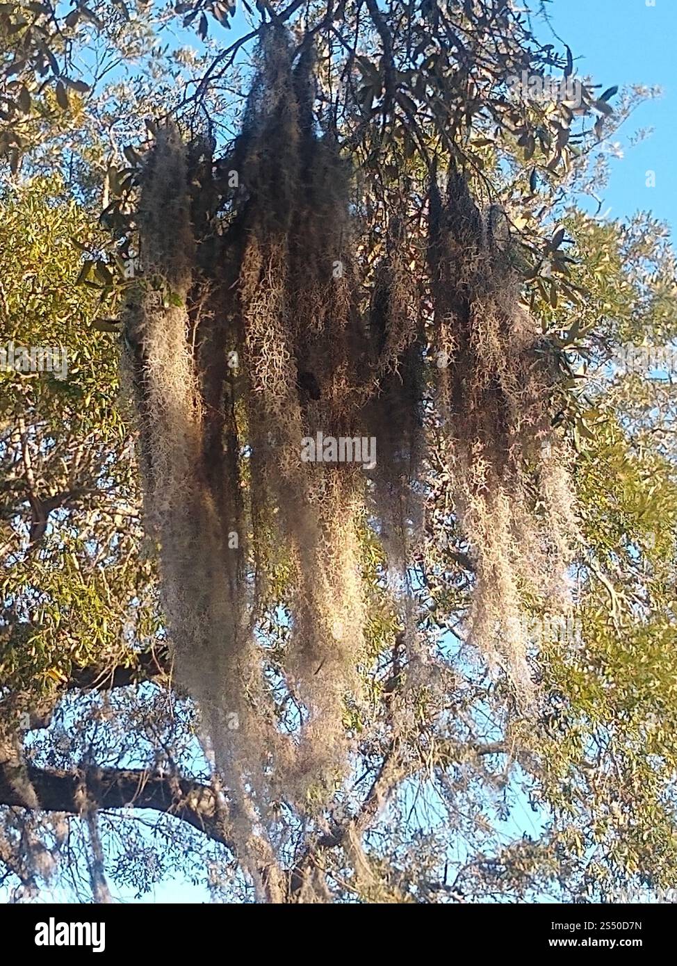 Spanish moss (Tillandsia usneoides Stock Photo - Alamy
