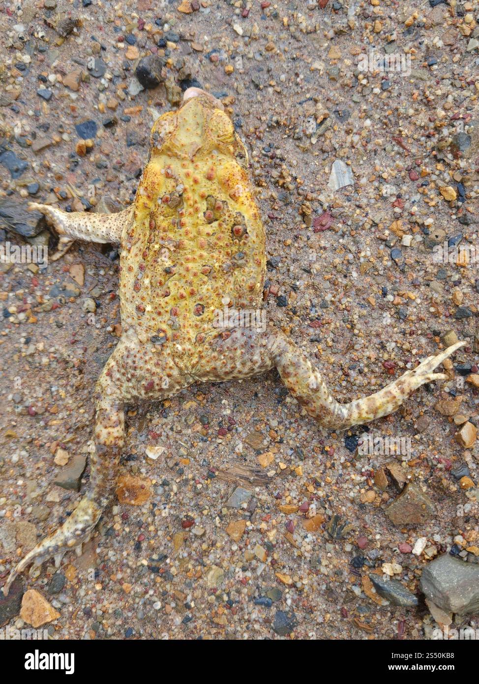 Cane Toad (Rhinella marina Stock Photo - Alamy