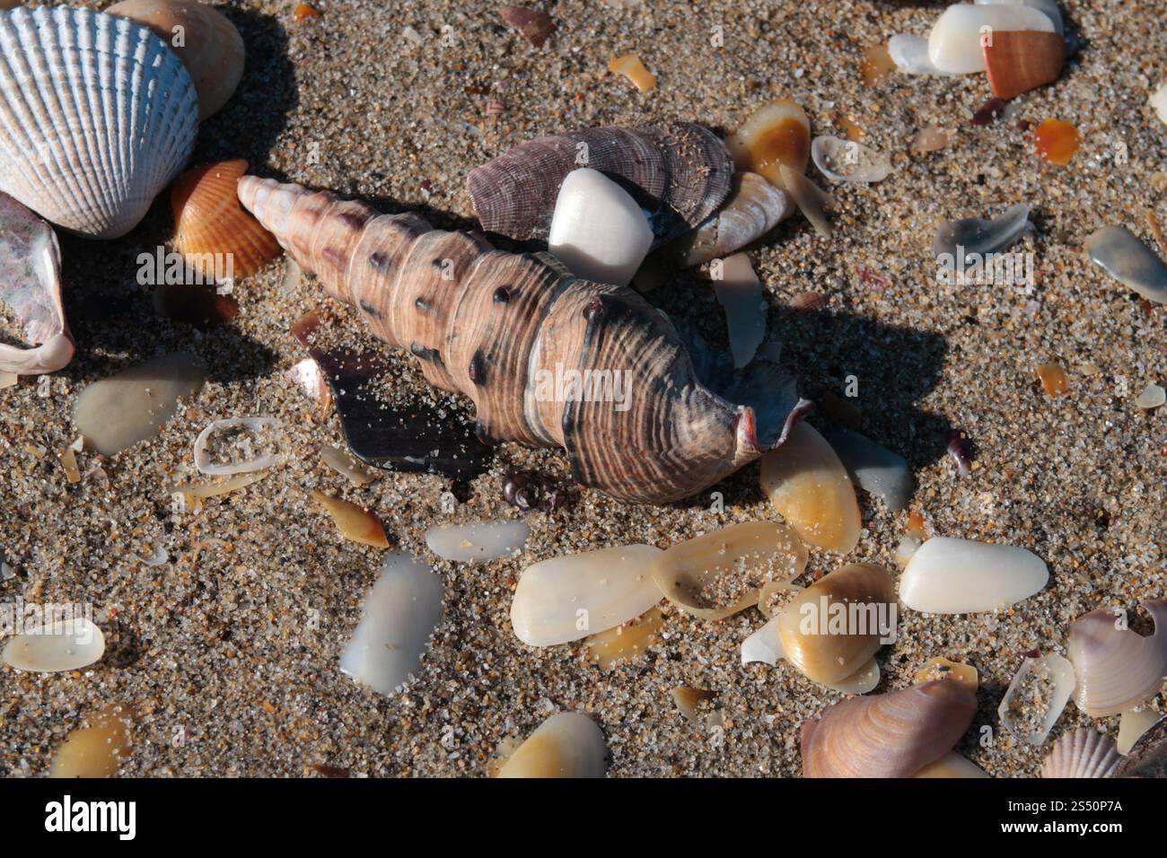 Variety of smaller shells hi-res stock photography and images - Alamy