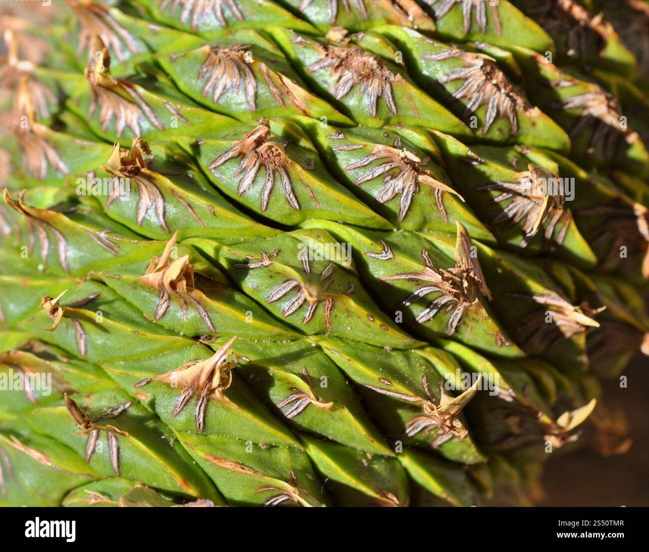Norfolk Island Pine Cone, green and immature, closeup showing the ...