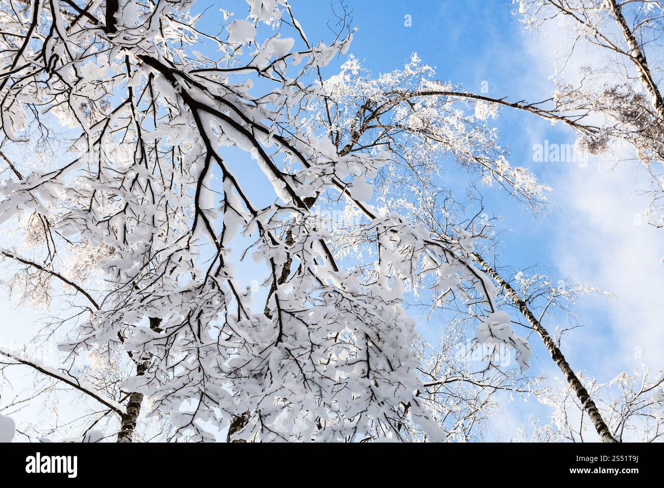 bottom view of snow-covered trees in Timiryazevskiy forest park of ...