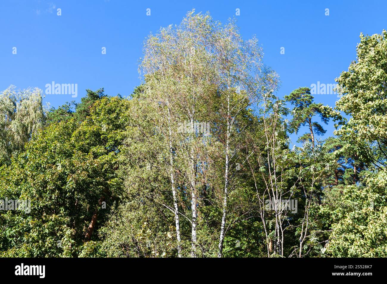 top of trees in urban park in sunny day at the beginning of autumn ...