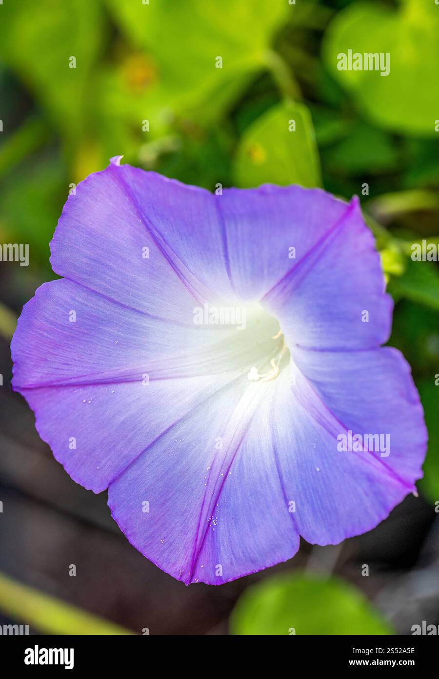 Sayaka Japanese Morning Glory Seeds – 6 Open-Pollinated Seeds From 2018 Garden