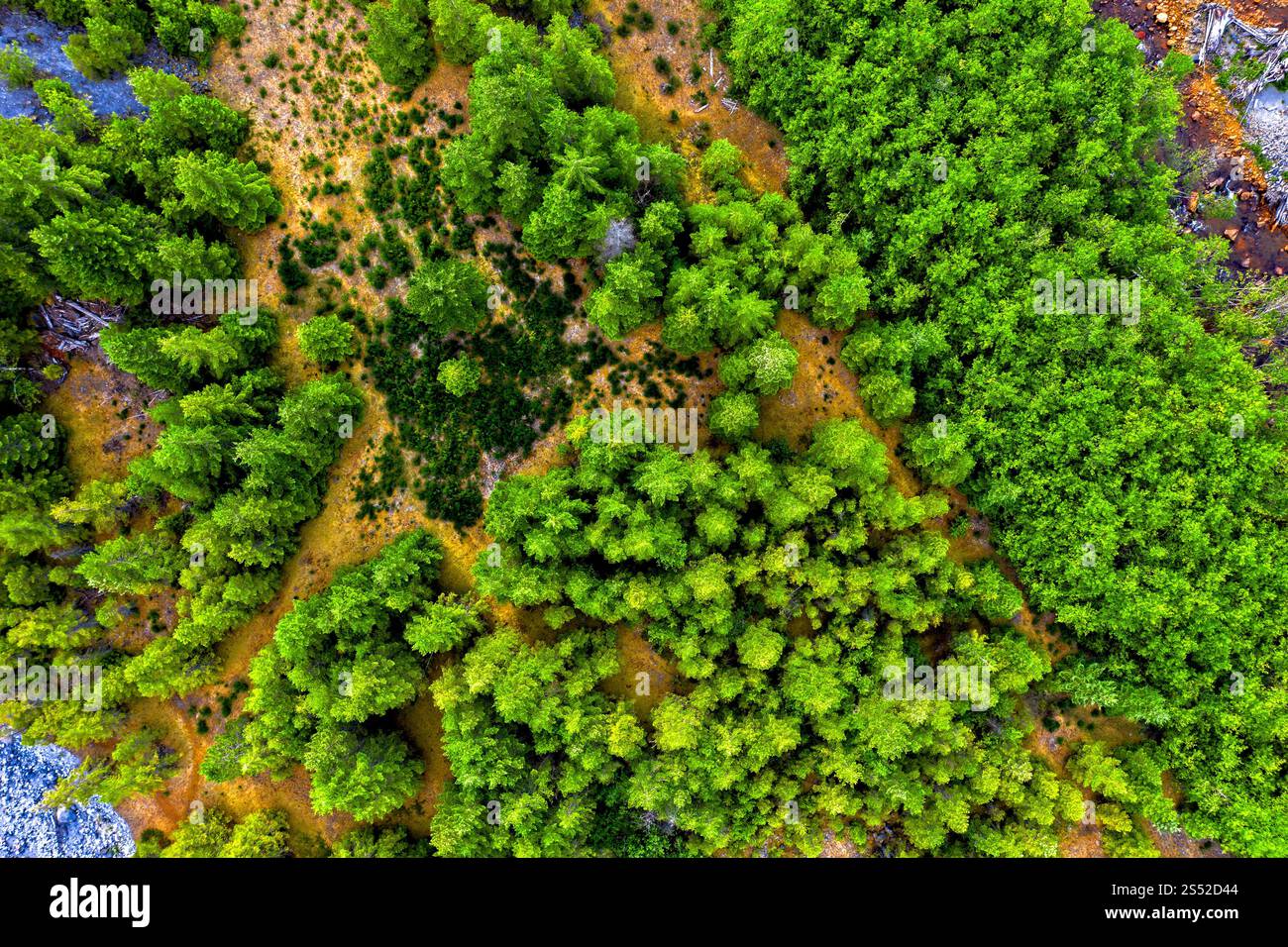 Aerial View of Lush Green Forest With Grass Patches and Pathways Stock ...