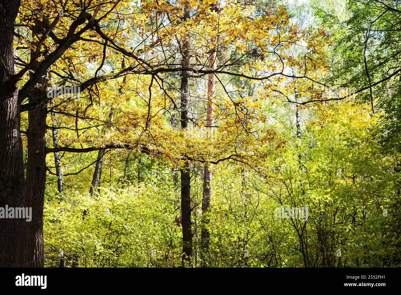 pine and oak trees in forest thicket in Timiryazevsky Park in sunny ...