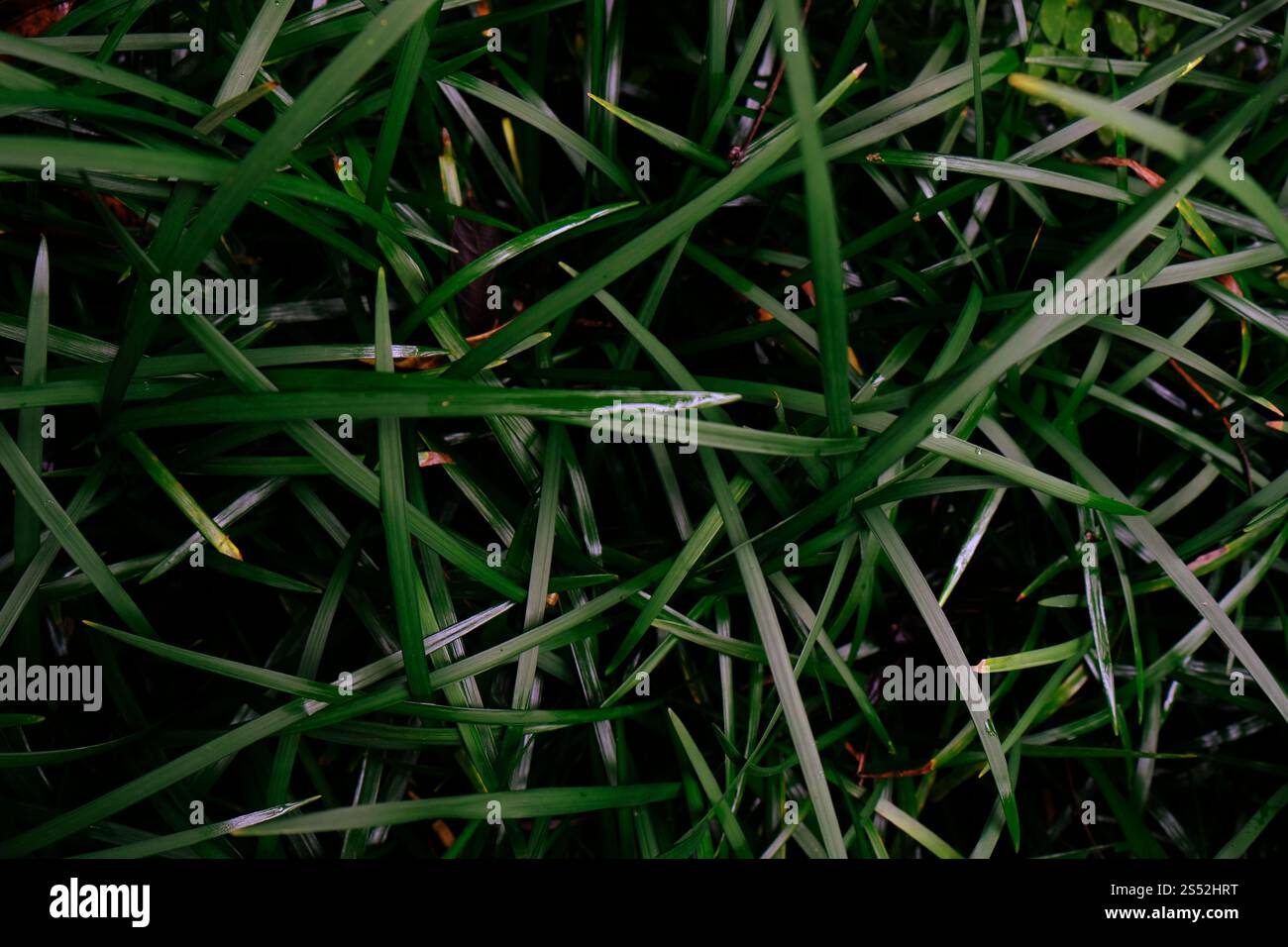 Field of fresh green lawn grass texture natural background Stock Photo ...