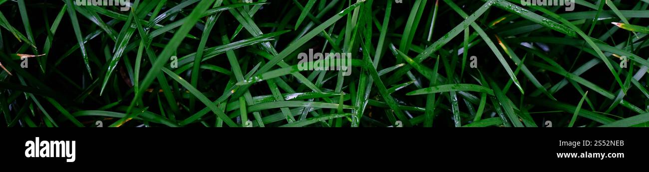 Field of fresh green lawn grass texture natural background Stock Photo ...
