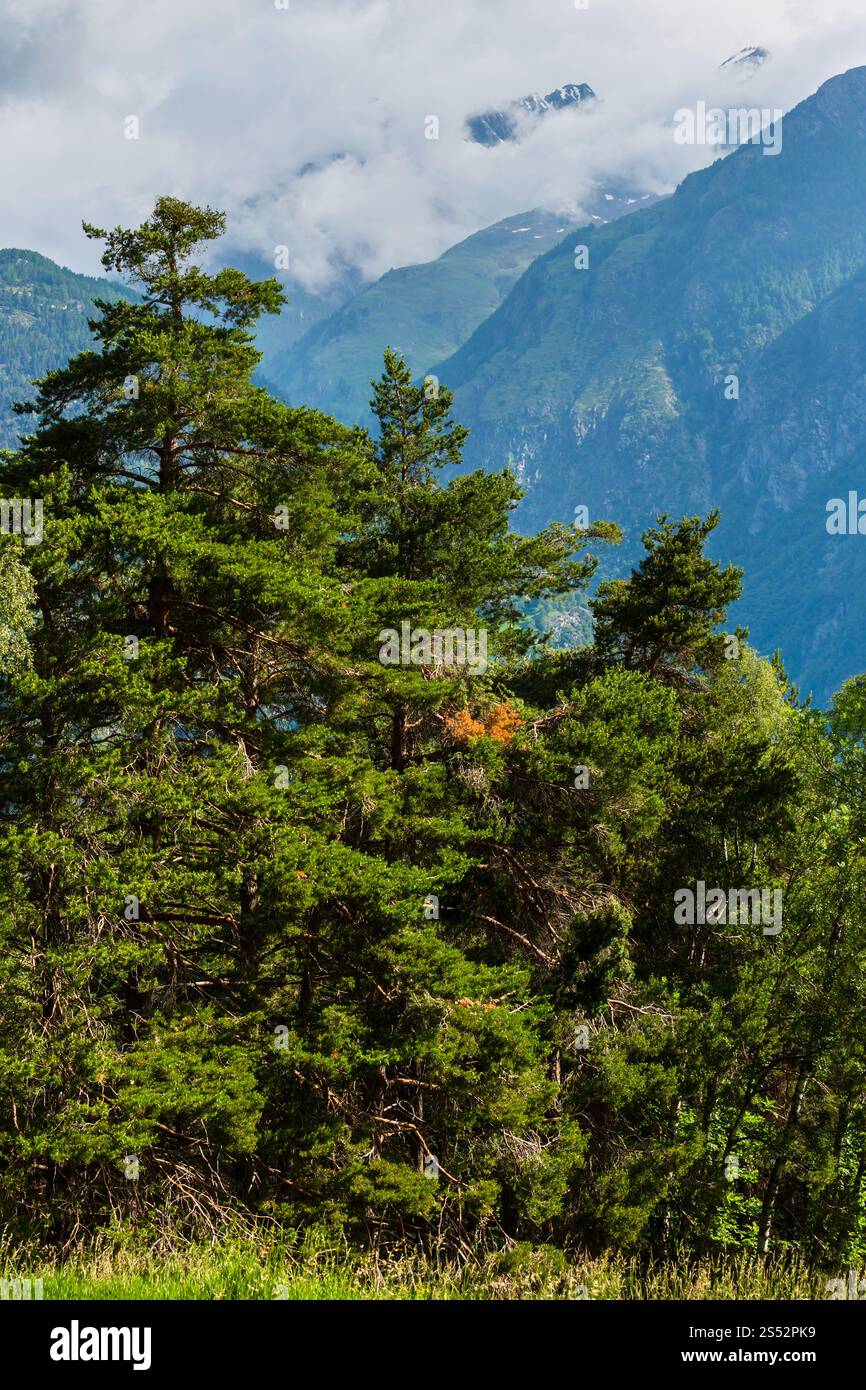 Summer Alps mountain beautiful peaceful landscape, Switzerland. Stock Photo