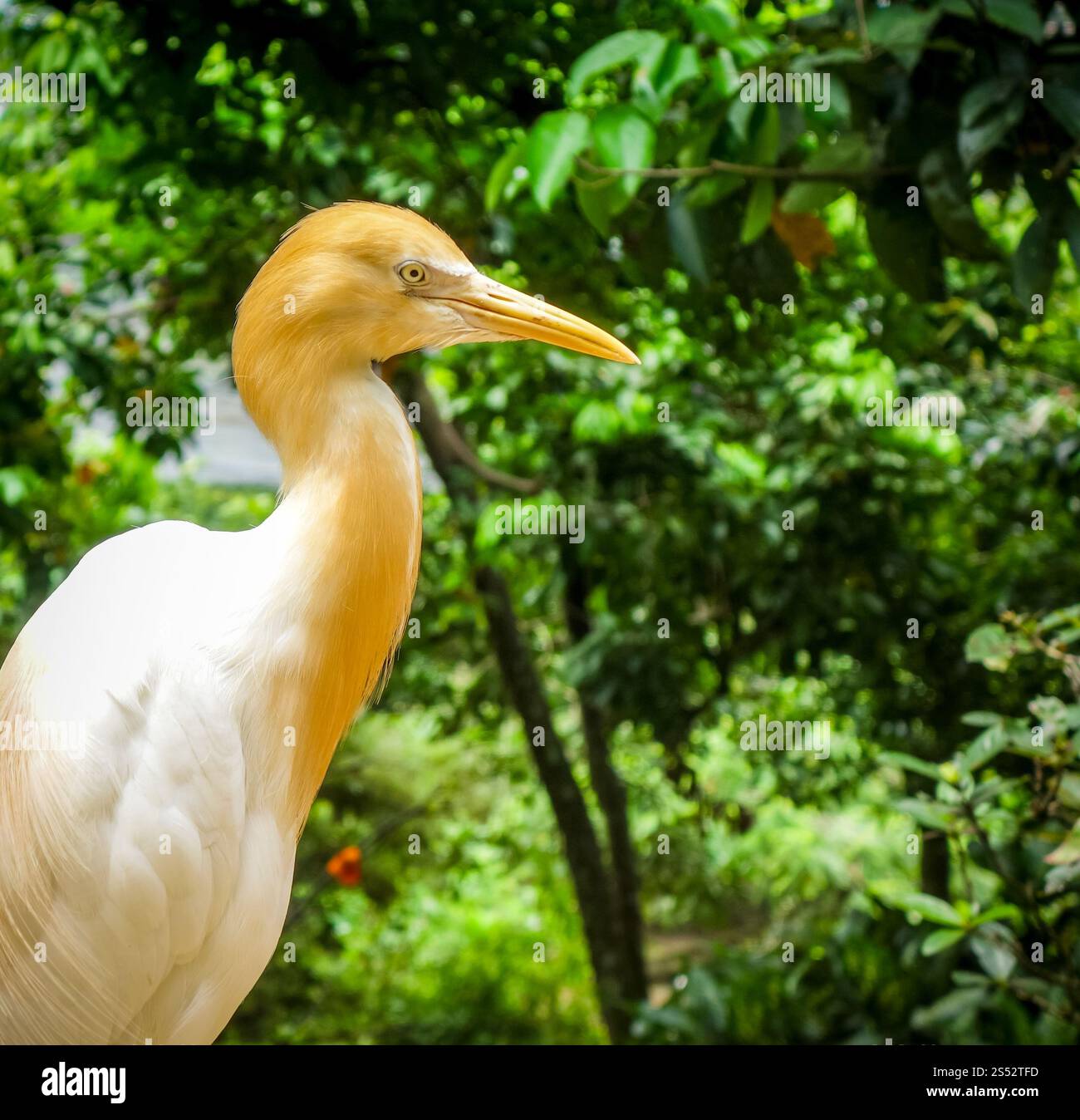 Cattle Egret, Bubulcus ibis in tropical forest. Cattle Egret Stock ...