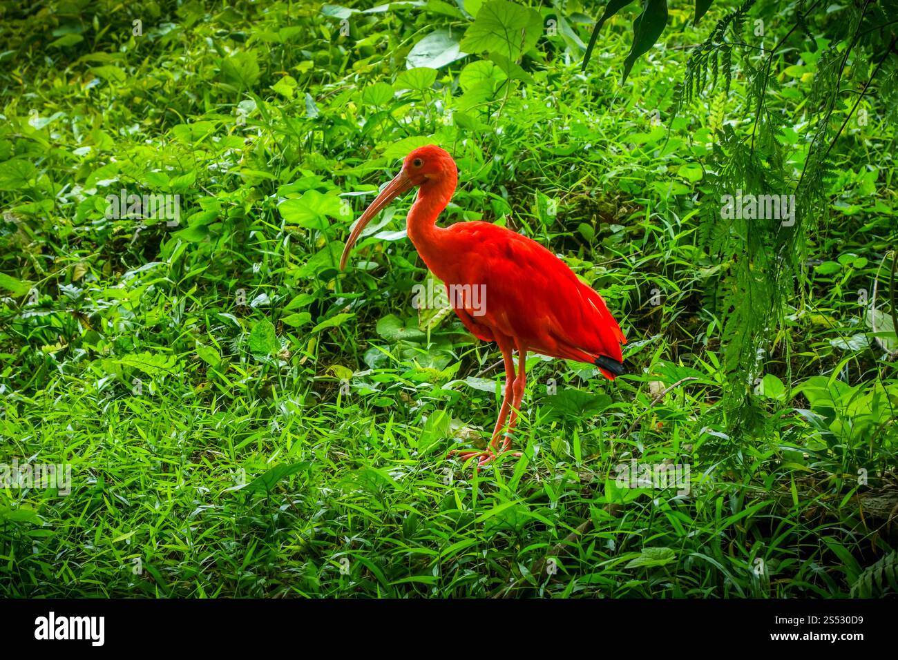Scarlet Ibis Eudocimus Ruber In Tropical Forest Scarlet Ibis Stock 