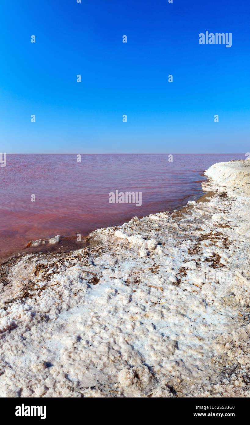 Rotten Salt Pink extremely salty Syvash Lake, colored by microalgae with ...