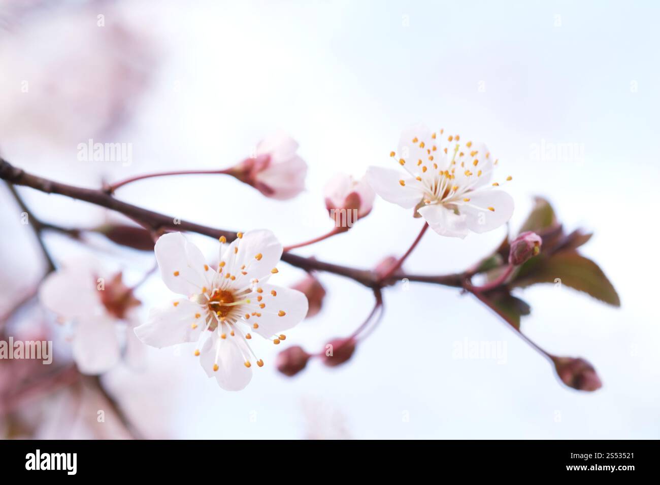 Cherry Blossom or Sakura flower on nature background Stock Photo - Alamy
