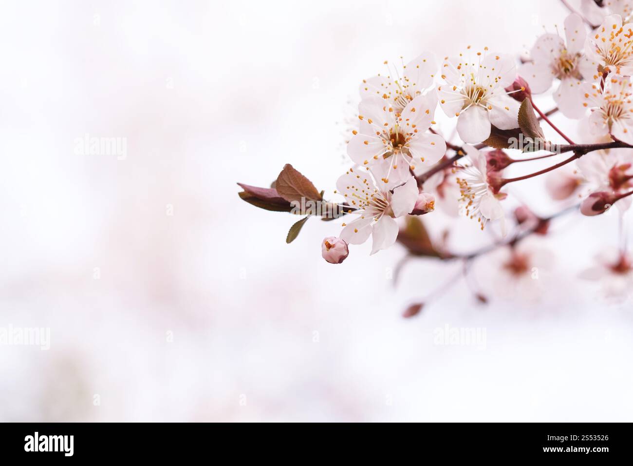 Cherry Blossom or Sakura flower on nature background Stock Photo - Alamy