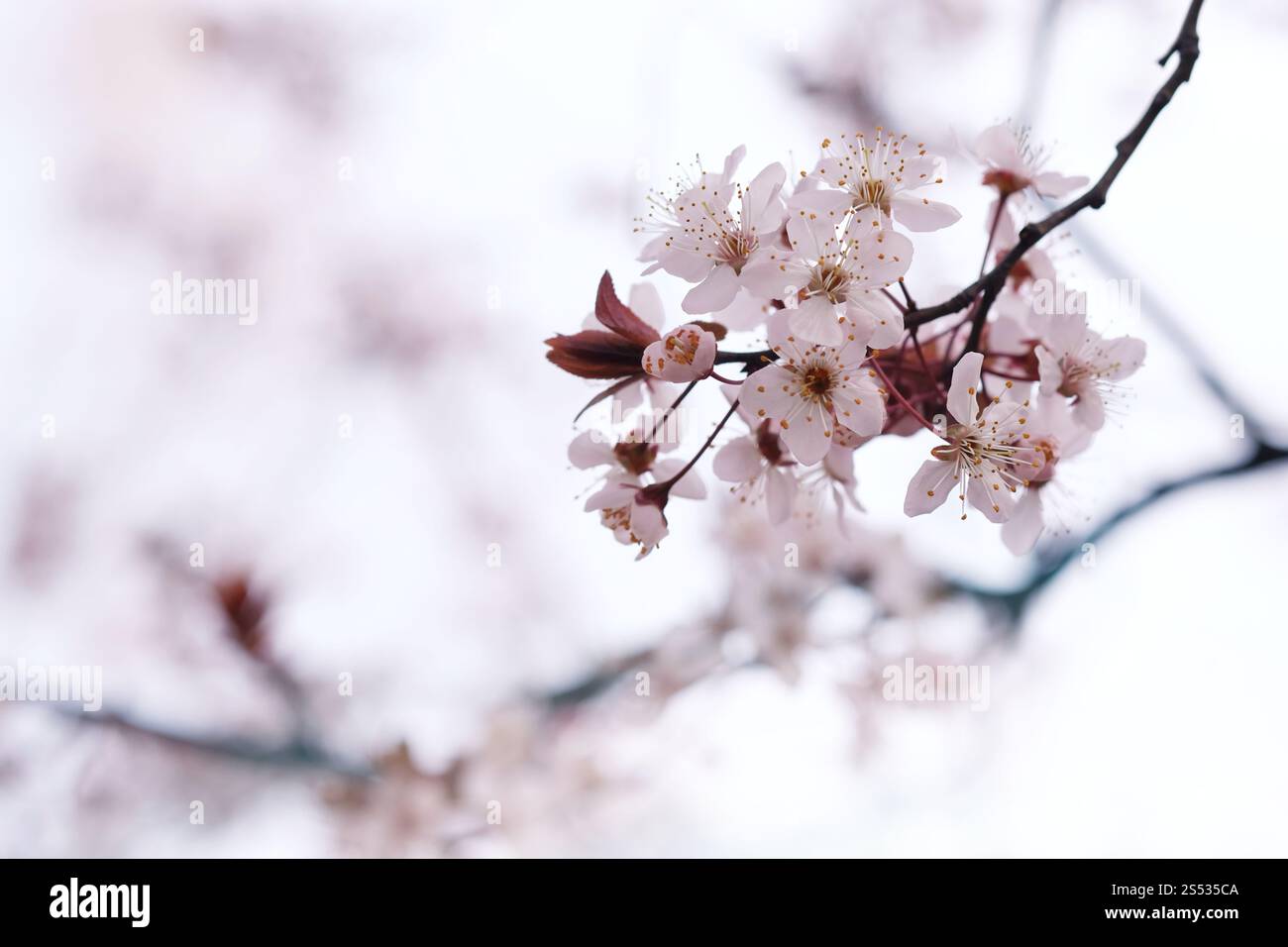 Cherry Blossom or Sakura flower on nature background Stock Photo - Alamy