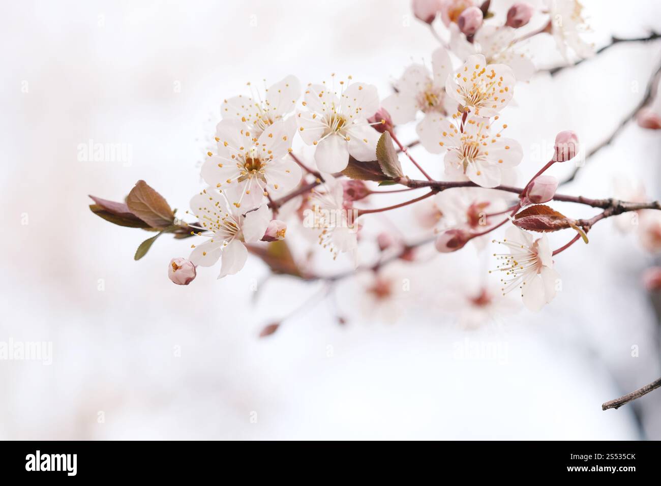 Cherry Blossom or Sakura flower on nature background Stock Photo - Alamy