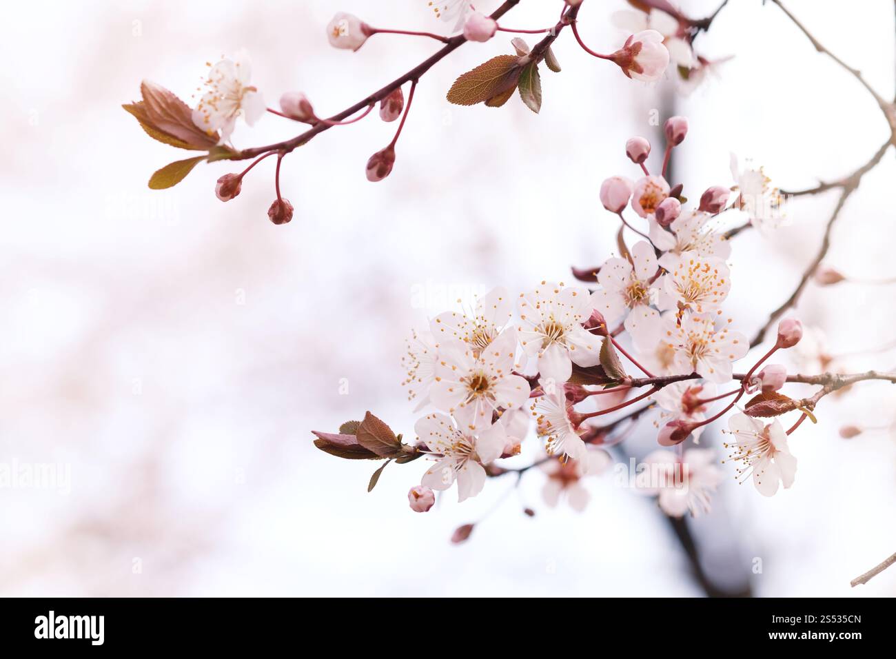 Cherry Blossom or Sakura flower on nature background Stock Photo - Alamy