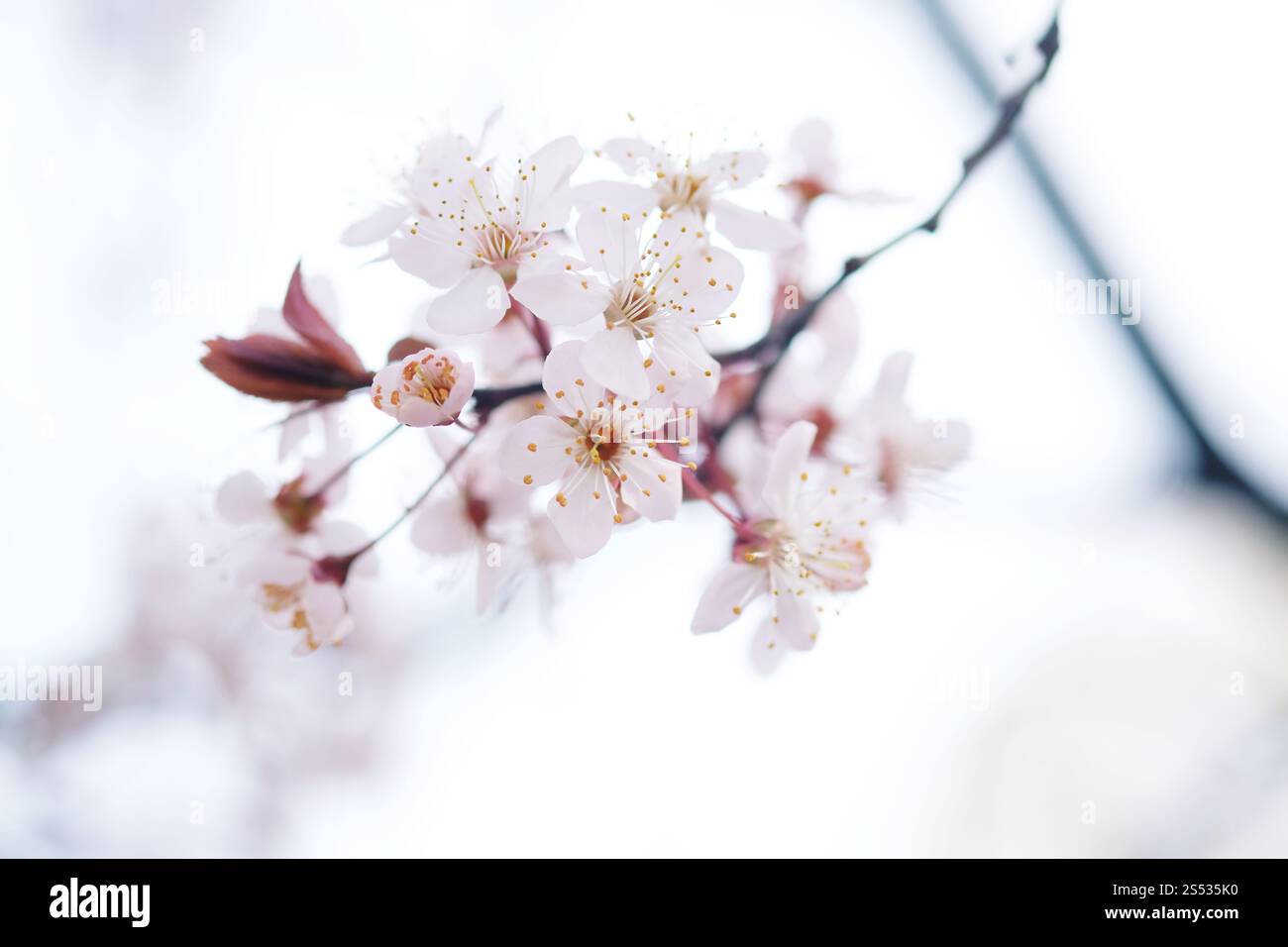 Cherry Blossom or Sakura flower on nature background Stock Photo - Alamy