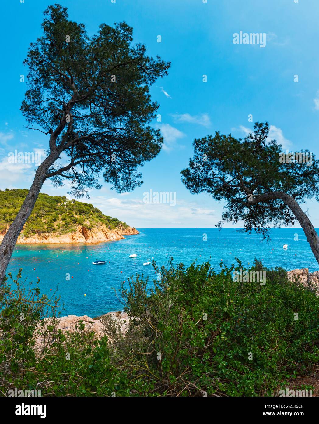 Pine trees with cones on rocky coast above sea (Tamariu bay), Costa ...