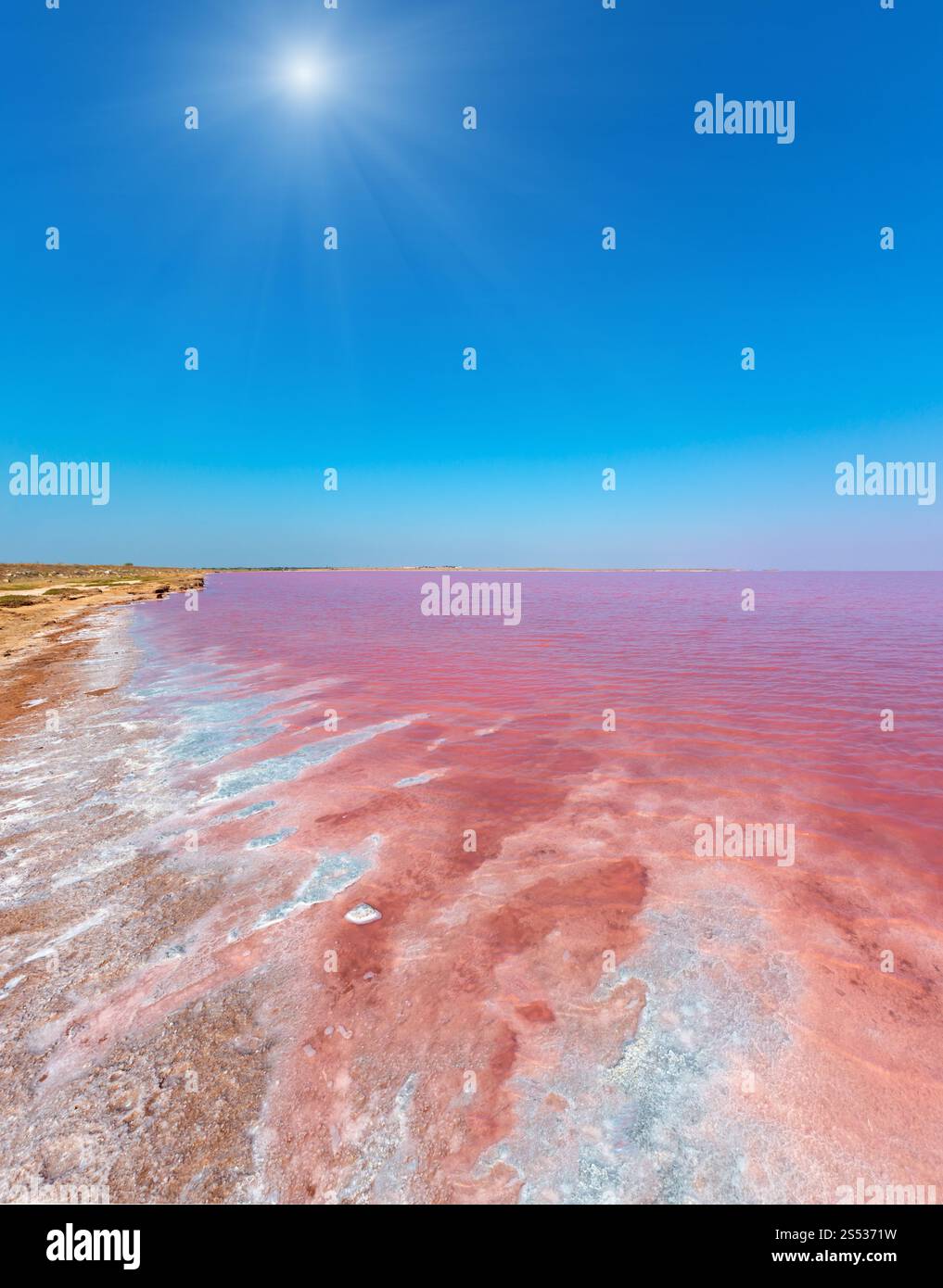 Rotten Salt Sunshiny pink extremely salty Syvash Lake, colored by microalgae with ...