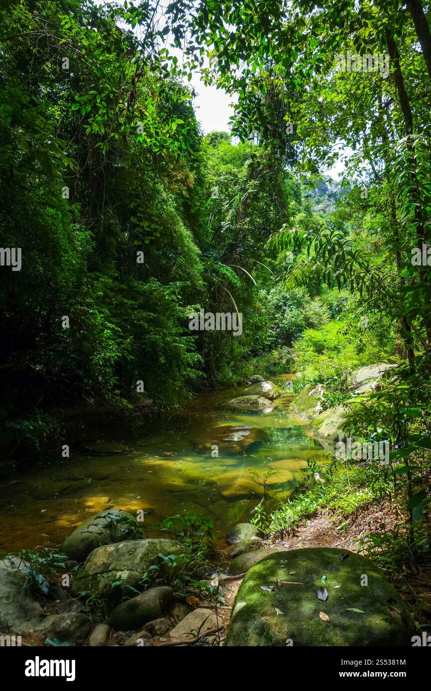 river-in-jungle-rainforest-khao-sok-national-park-thailand-river-in