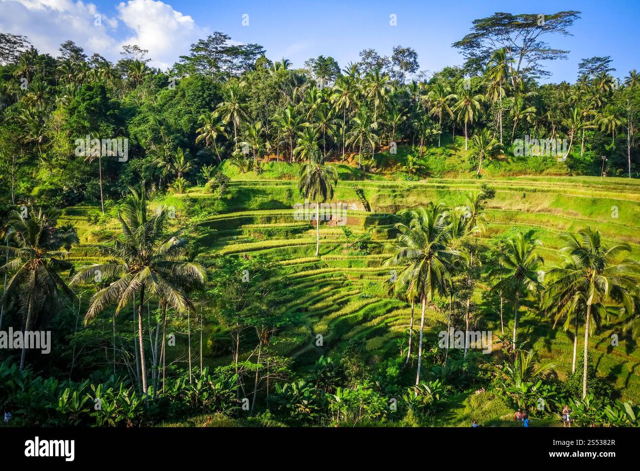Ubud Rice Patty Paddy field rice terraces in ceking, Ubud, Bali, Indonesia. Paddy field ...