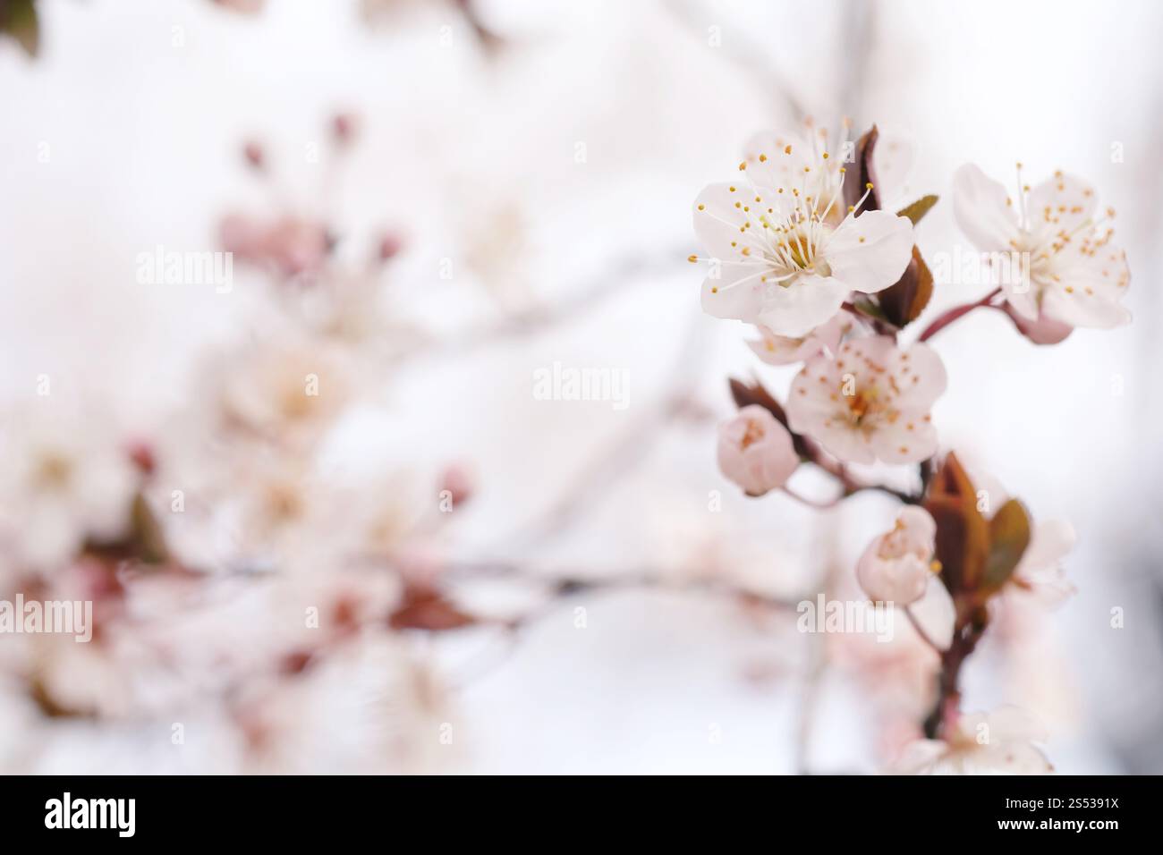 Cherry Blossom or Sakura flower on nature background Stock Photo - Alamy