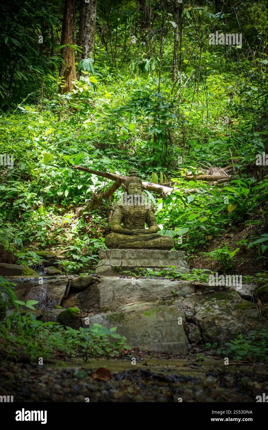 Buddha jungle hi-res stock photography and images - Alamy
