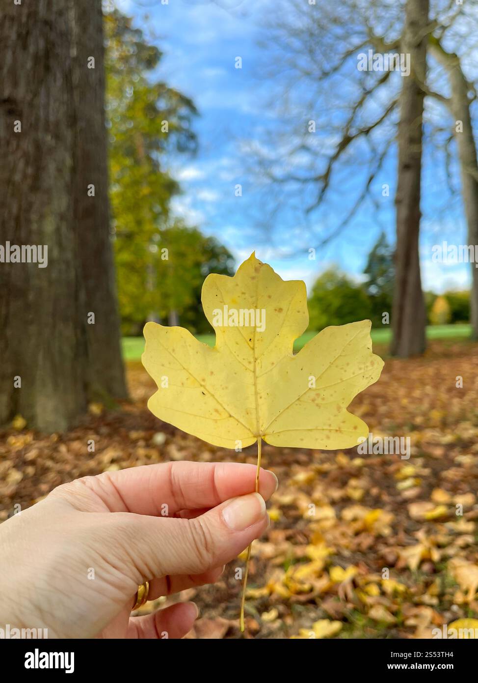 Holding a dry tree leaf Stock Photo