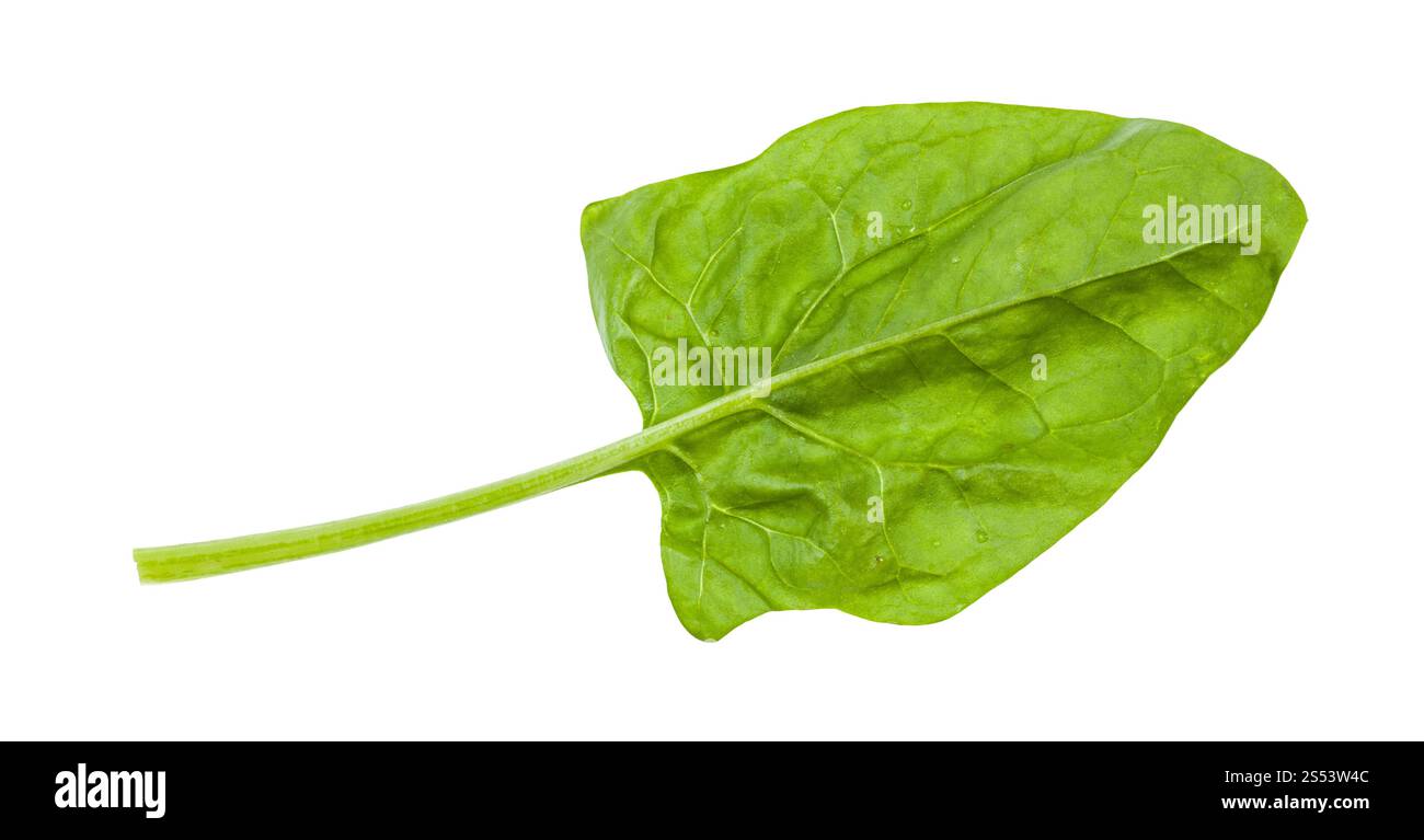 gren leaf of spinach herb isolated on white background Stock Photo - Alamy