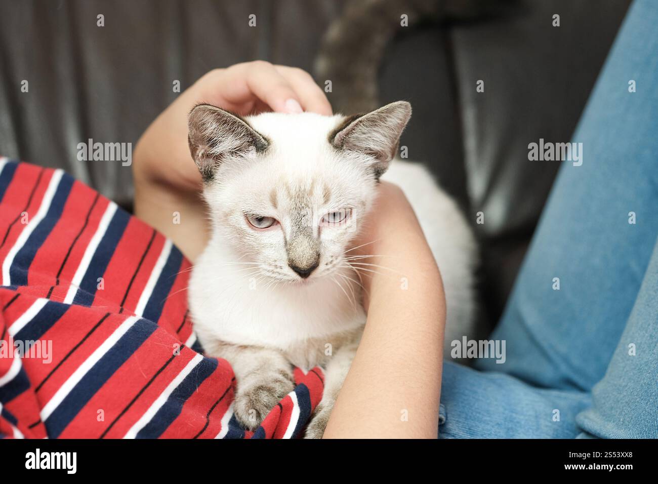 Woman hug Cute cat. Friendship Animal lover. trust love Friend of human Stock Photo
