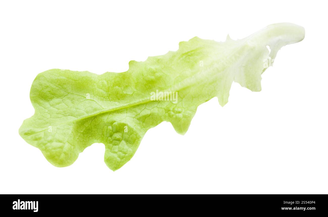fresh leaf of cultivated lettuce ( lactuca sativa) isolated on white background Stock Photo