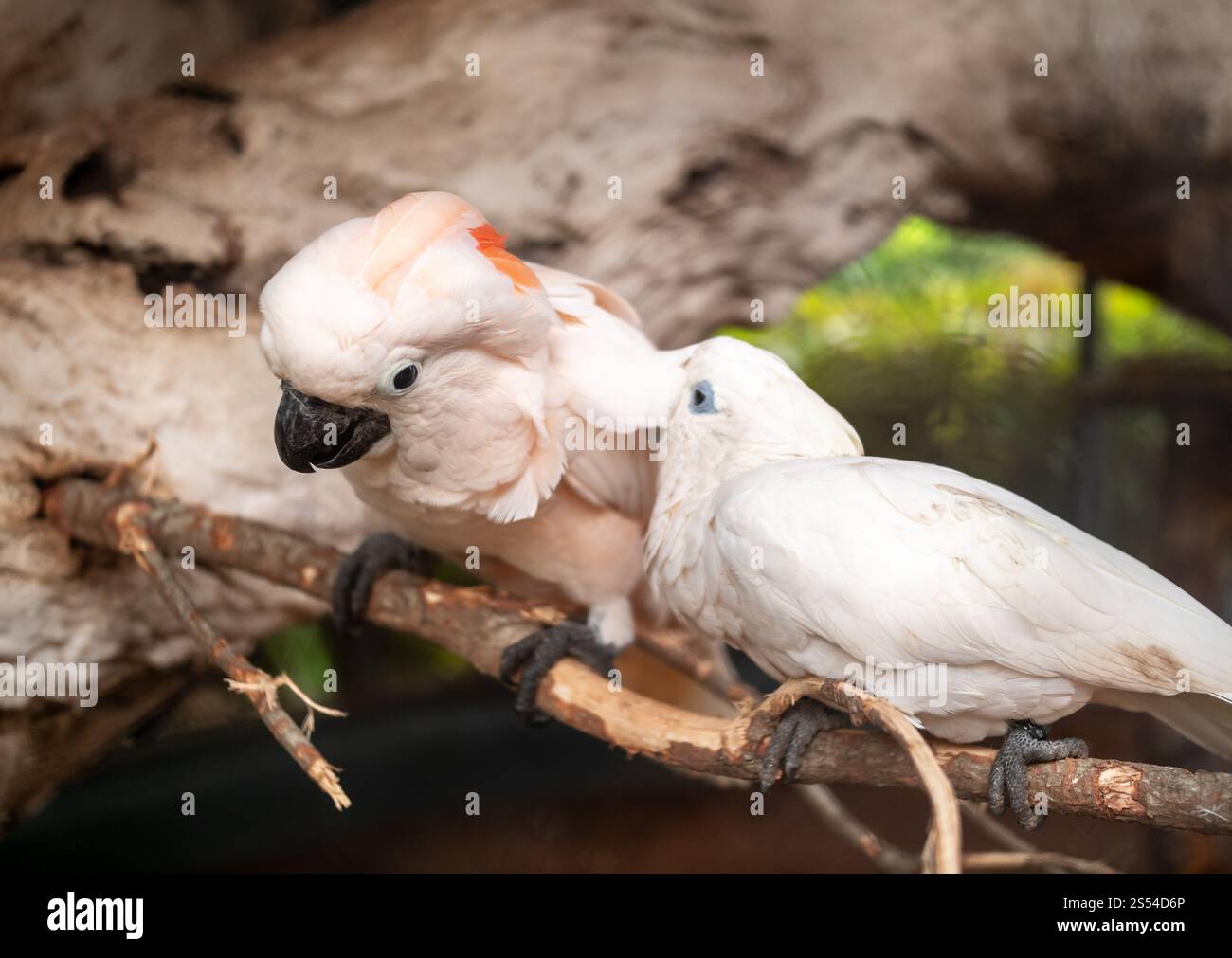 Closeup photo of couple of two cockatoo parrots sitting on the tree branch and taking care of each other. Closeup image of couple of two cockatoo Stock Photo