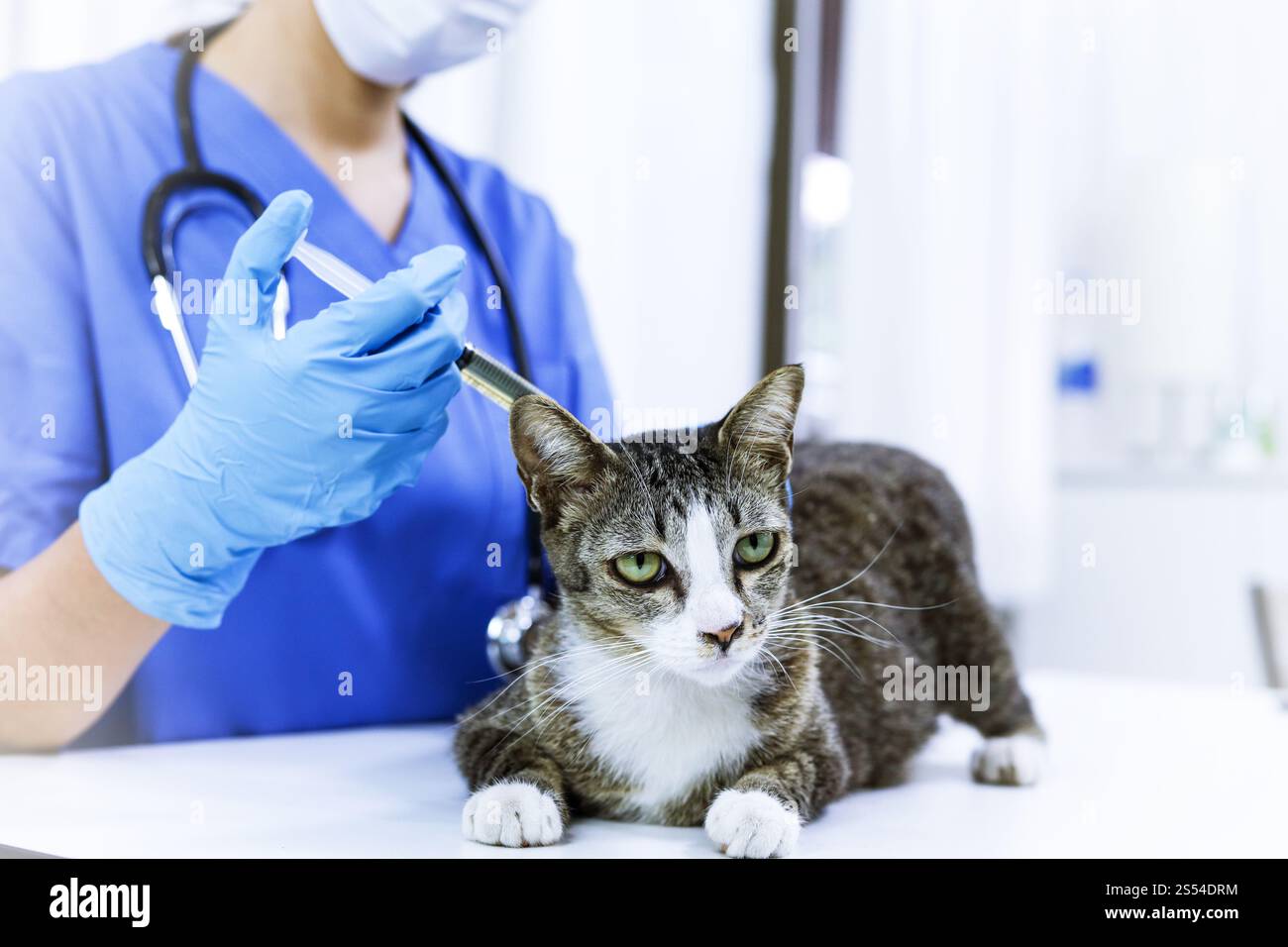 Cat on examination table of veterinarian clinic. Veterinary care. Vet ...